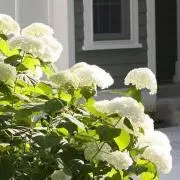 アナベル