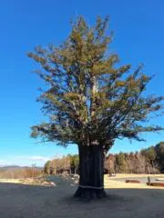 ビバリーヒルズの画像