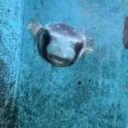 やみちの画像