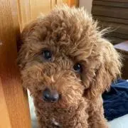 いぬぼくの画像