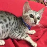 クーレイ