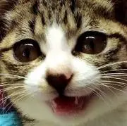 ASKの画像
