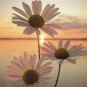 (ღˇᴗˇ)Bella