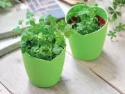 CLOVERの画像