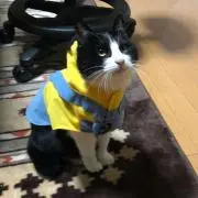 Koの画像