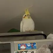 アイリーンの画像