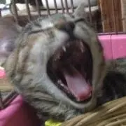 テレサ