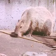 Capyの画像