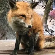 やまりょうの画像