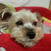 にこちゃん
