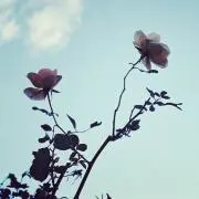 ミント。※プロフご一読ください※の画像