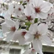 りい