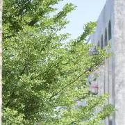 ricariの画像