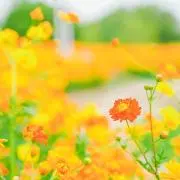 すず