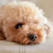 やっちゃん