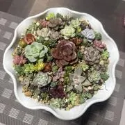 succulents
