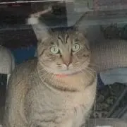 Ayakaの画像