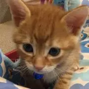 KOMUGIの画像