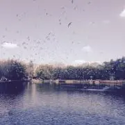 CCの画像