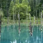 55OMIPAMORUの画像