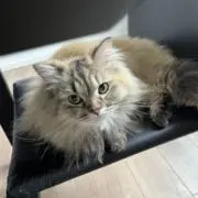 たにおの画像