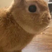 なな【断捨離中】の画像