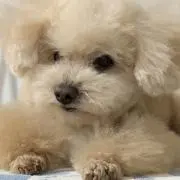 okomotの画像
