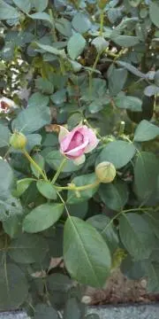 bluemoonの画像