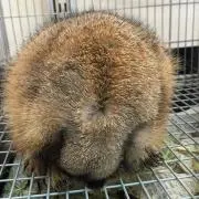ふぁんた