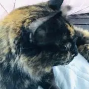 エリン