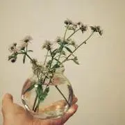 ⋆８月末まで発送できません。はちこの画像