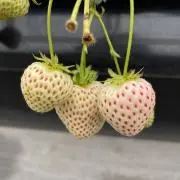 yoo