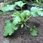 きりをの画像