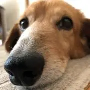 chiro