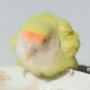 ぴこ