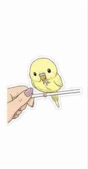 ぴよ☆の画像