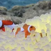 もんちゃん