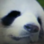 パンダパパ