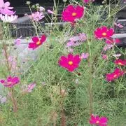 ゆあ＊プロフ必読＊の画像