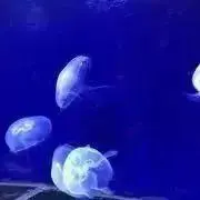 ★おさ★の画像