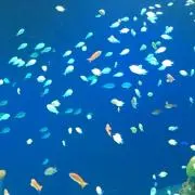 KRAZYの画像