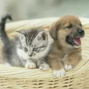 犬と猫