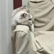 こむぎ