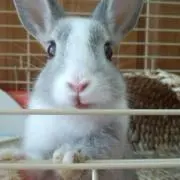けん