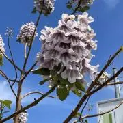 タマの画像