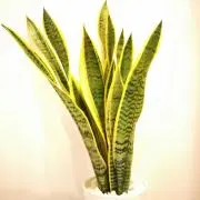 kikirabi