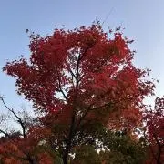 Dahlia☆の画像