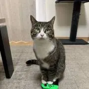 Jasmine2922の画像