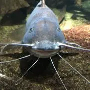 カッパ寿司の画像