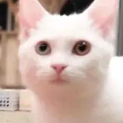 ヨコパチ